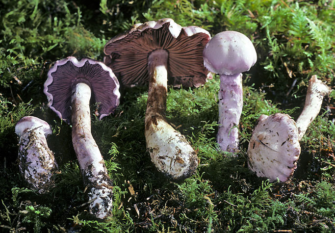 Cortinarius camphoratus